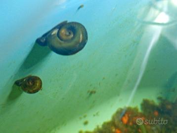 Lotto 12/18 tra lumache physa e planorbarius