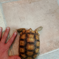 Tartarughe sulcata