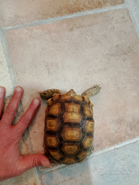 Tartarughe sulcata