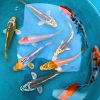 Carpe koi 7-15 cm