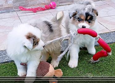 Cuccioli di Pastore Australiano