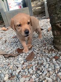 Cucciolo Labrador retriever