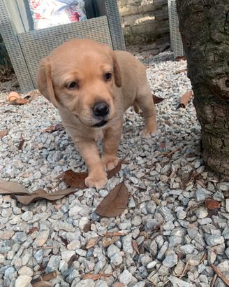 Cucciolo Labrador retriever