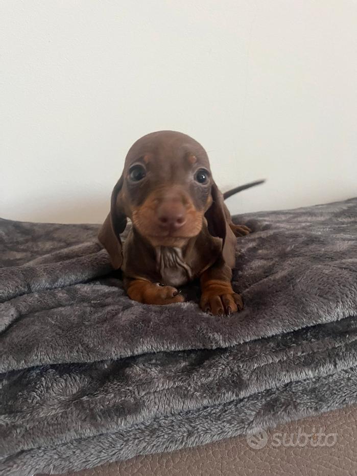 Accoppiamento cucciolo Bassotto da Volontario a Ravenna regalo adorabili cuccioli bassotto femminucce e maschietti disponibili