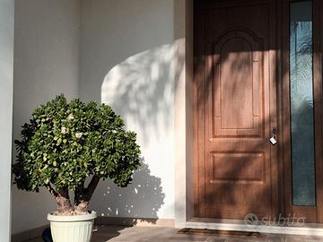 Albero di giada. Crassula ovata