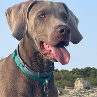 Disponibile per Monta - Maschio Weimaraner