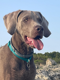 Disponibile per Monta - Maschio Weimaraner