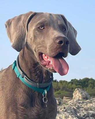 Disponibile per Monta - Maschio Weimaraner