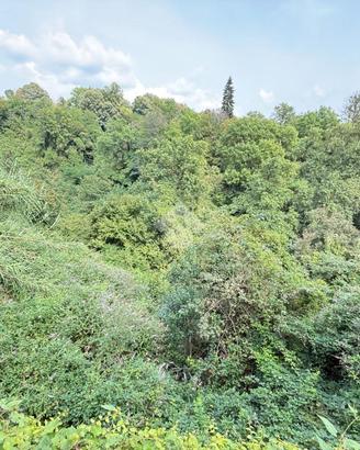 TER. AGRICOLO A AIRUNO