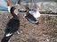 Immagine 5