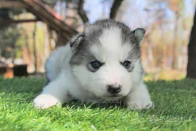 Siberian husky maschio bianco e grigio