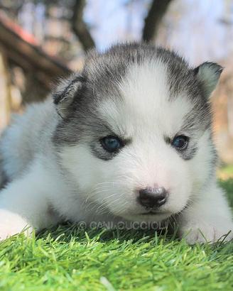 Siberian husky maschio bianco e grigio
