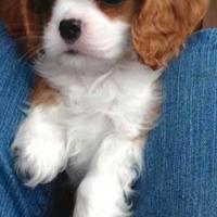 Cavalier king