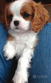 Cavalier king