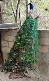 Pavone oche cignoide