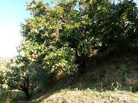 Terreno agricolo