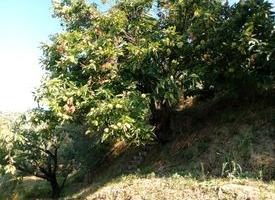 Terreno agricolo