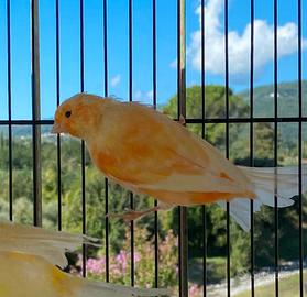 Canarini animali