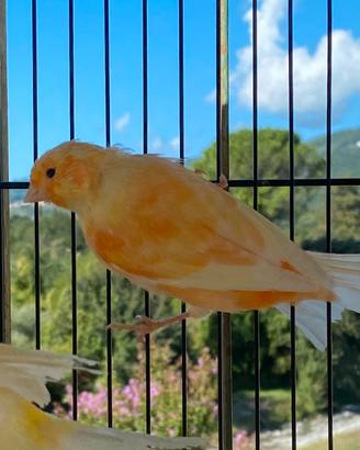 Canarini animali