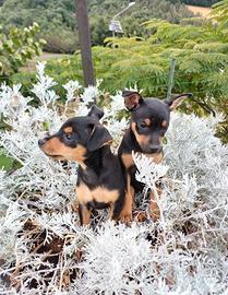 Cuccioli di pinscher nano