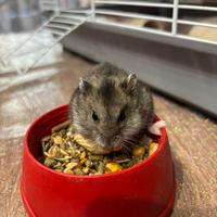 Criceta russa con gabbia