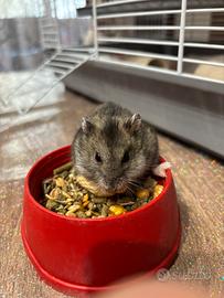 Criceta russa con gabbia