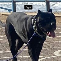 Cuccioli di Cane Corso