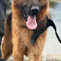 PASTORE TEDESCO Per monta