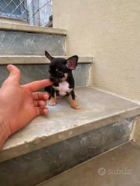 Cucciolo di chihuahua toy