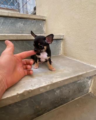 Cucciolo di chihuahua toy
