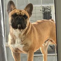 Bulldog Francese monta