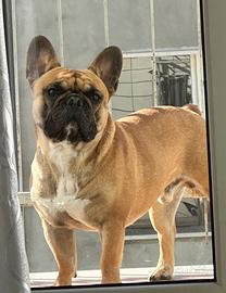 Bulldog Francese monta
