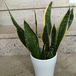 Sanseveria (3)