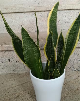 Sanseveria (3)