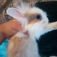 Conigli testa di leone vari colori