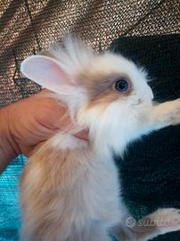 Conigli testa di leone vari colori