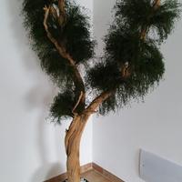 Pianta California stabilizzata