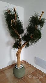 Pianta California stabilizzata