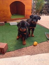 Cuccioli di Rottweiler