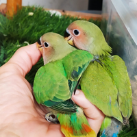 Inseparabili allevati a mano