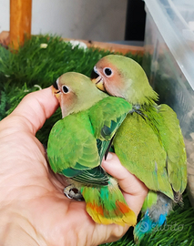 Inseparabili allevati a mano