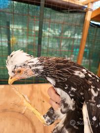 Gallina americanina