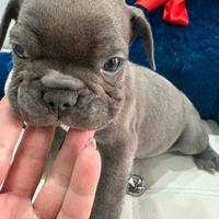 Bulldog francese blues blu