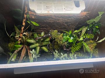 Terrario allestito e maturo