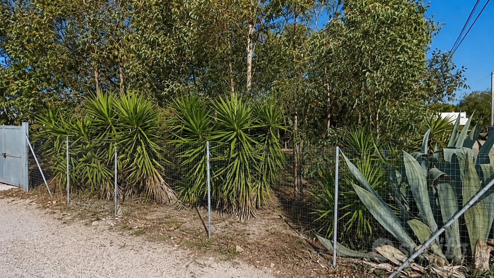 Terreno recintato a Porto Cesareo - Vista 4
