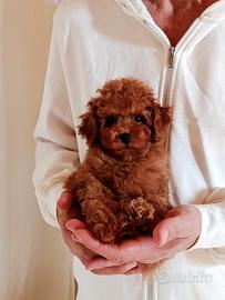 Barboncina mini toy con pedigree 