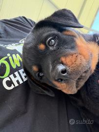 Cucciolo dí rottweiler