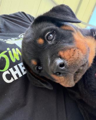 Cucciolo dí rottweiler