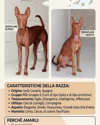 Cirneco dell'Etna