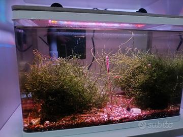 acquari già attivi pronti a l'uso caridine muschi 